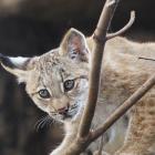 The young lynx