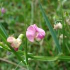 Lathyrus latifolius