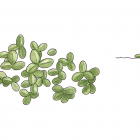 Lemna minor