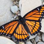 Limenitis archippus 