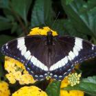 Limenitis arthemis arthemis, Québec, Canada.
