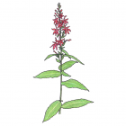 Lobelia cardinalis