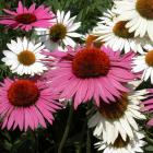 Echinacea purpurea cv.