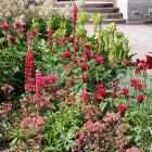 Insepect the garden regularly