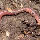 Earthworm, Québec, Canada.