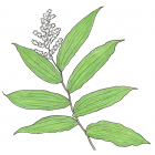 Maianthemum racemosum (anc.: Smilacina racemosa)