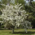 Malus 'Autumn Delight'