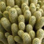 Mammillaria elongata subsp. Elongata