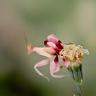 Orchid praying mantis on a flower