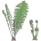 Matteuccia struthiopteris