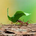 Mexican leaf-cutting ant carries a leaf