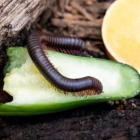 Mille-pattes géant d&#039;Amérique du Nord sur un avocat