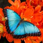 Un papillon de l&#039;espèce morpho bleu