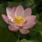 Nelumbo nucifera