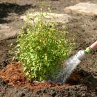 Shrub planting
