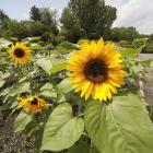 Helianthus cv.