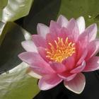 Nymphaea 'Sultan'