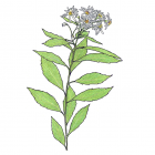 Oclemena acuminata (anc.: Aster acuminatus)