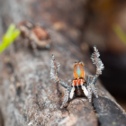 Spiders on the line