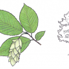 Ostrya virginiana