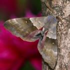 Pachysphinx modesta.