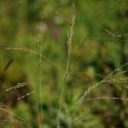 Panicum virgatum