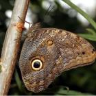 Papillon chouette sur une branche