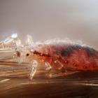 Pediculus humanus capitis