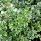 Petroselinum crispum (gr. Neapolitanum) 'Laura'