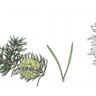 Pinus banksiana (Pinus divaricata)