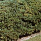 Pinus cembra