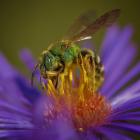 Pollinator, hymenoptera