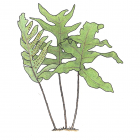 Polypodium aureum L. (Phlebodium aureum)