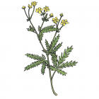 Potentilla pectinata