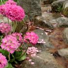 Floraison printanière (Primula sp.) et ruisseau.