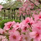 Floraison printanière au Jardin japonais.