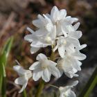 Puschkinia scilloides