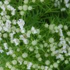Pycnanthemum tenuifolium