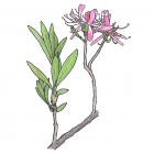 Rhododendron canadense