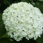 Hydrangea arborescens 'Annabelle'