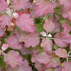Hydrangea quercifolia 