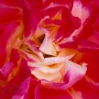 Rosa 'Double Delight'.