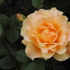 Rosa 'Easy Going'.