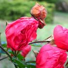 Faded rose
