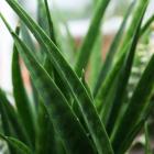 Sansevieria parva