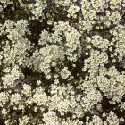 Saxifraga paniculata 'Californica'