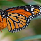 Papillon se nourrissant de nectar
