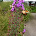 Monarchs on nectar-bearing flowers