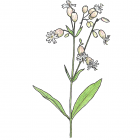 Silene vulgaris (anc.: S. cucubalus)