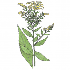 Solidago rugosa
